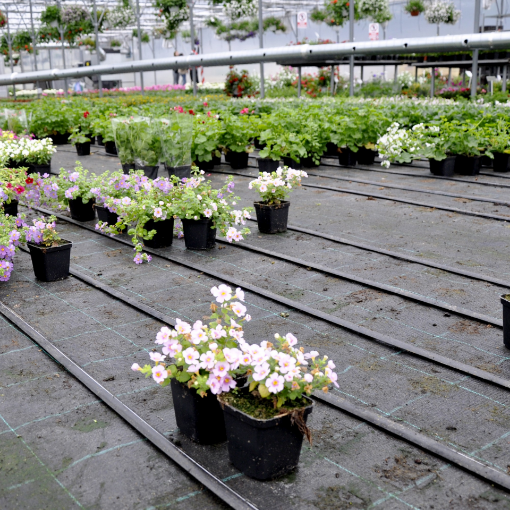 Poza cu Agrotextil GeoTerra negru 100g/mp