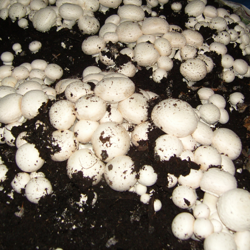 Poza cu Folie alba-neagra 5010 Plastika Kristis