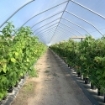 Poza cu FOLIE PLASTIKA KRITIS 180 MICRONI, 3809 UV, DIFUZA PREMIUM, EVA 16m